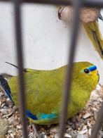 Te koop koppel Elegant Parkieten, Dieren en Toebehoren, Vogels | Parkieten en Papegaaien, Meerdere dieren, Parkiet