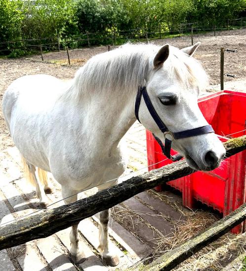 Super knappe Welsh B Pony, Dieren en Toebehoren, Pony's, Merrie, B, B pony (1.17m tot 1.27m), Dressuurpony, 7 tot 10 jaar, Met stamboom