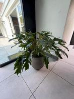 Philodendron Xanadu in Terrazzo Pot hydroplant, Huis en Inrichting, Ophalen, Overige soorten, Halfschaduw, In pot