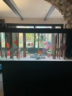 Discussen visbestand, Dieren en Toebehoren, Vis