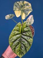 Alocasia Sinuata Aurea p12, Ophalen of Verzenden, Halfschaduw, Minder dan 100 cm