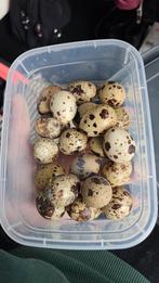 Verse kwarteleitjes, Geslacht onbekend