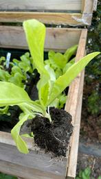 Groente planten krop Sla, Ophalen, Volle zon, Groenteplanten, Eenjarig