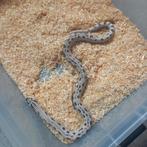 1.0 Heterodon nasicus superartic anaconda nk.23, Dieren en Toebehoren, Reptielen en Amfibieën, Slang, 0 tot 2 jaar