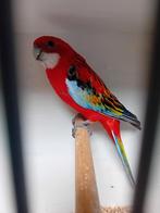 Mooi kweekkoppel rosellas, Dieren en Toebehoren, Vogels | Parkieten en Papegaaien, Meerdere dieren, Parkiet