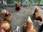 Soep kippen, Dieren en Toebehoren, Vrouwelijk, Kip