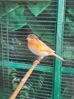 3 Harlekijn kanaries met kuif, Dieren en Toebehoren, Vogels | Kanaries, Meerdere dieren, Zangkanarie