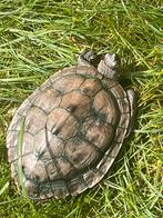 Zaagrugschildpadden ( mannetje en vrouwtje), Dieren en Toebehoren, Reptielen en Amfibieën, Schildpad, Tam, 7 tot 10 jaar
