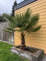 2 x gezondeTrachycarpus Fortunei (chinese waaierpalm), Volle zon, Vaste plant, Bloeit niet, Ophalen