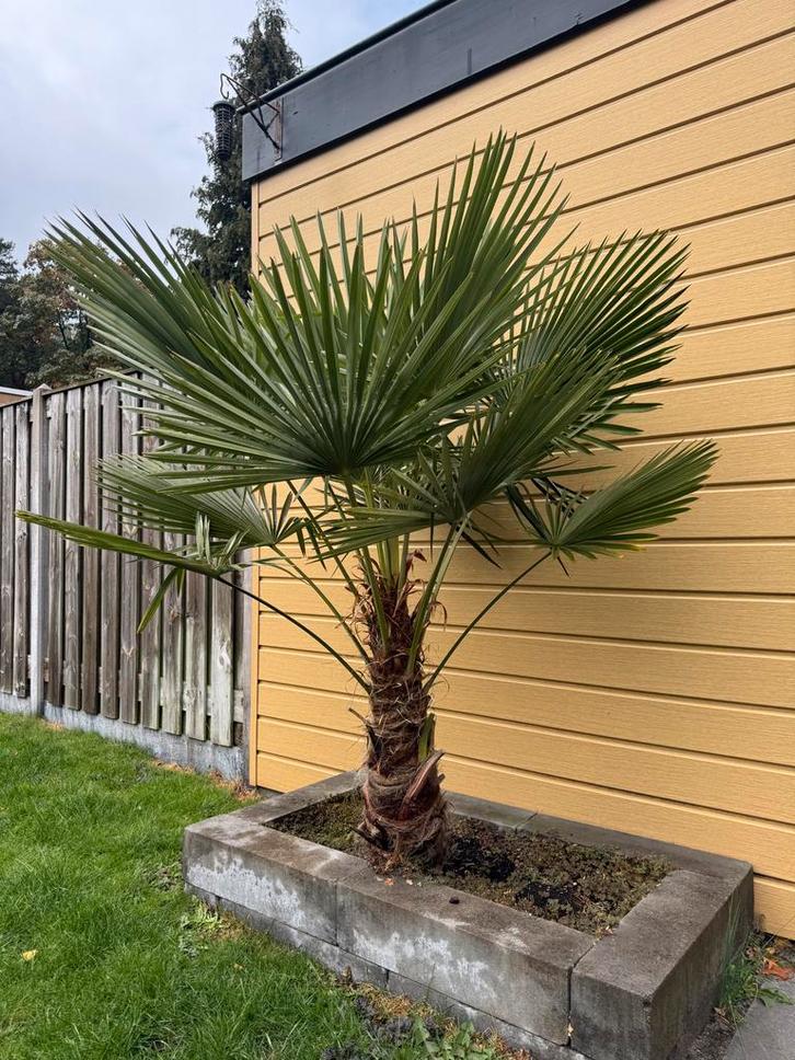 2 x gezondeTrachycarpus Fortunei (chinese waaierpalm), Tuin en Terras, Planten | Tuinplanten, Vaste plant, Overige soorten, Volle zon