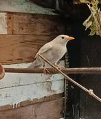 Merel mutatie pop, Vrouwelijk, Wildzangvogel, Geringd