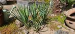Yucca op stam, Tuin en Terras, Ophalen, Zomer, Overige soorten, Volle zon