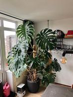 Grote Monestera kamerplant, Ophalen, 200 cm of meer, Overige soorten, In pot