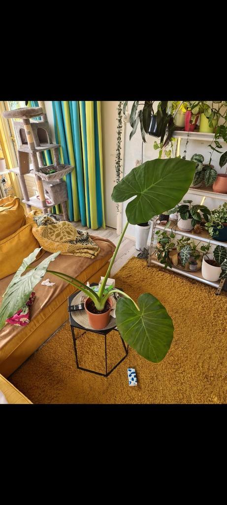 Alocasia Odora - Olifantsoor, Huis en Inrichting, Kamerplanten, Ophalen