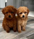 Leuke Poedel Pups mannetjes Toy Poedel, Rabiës (hondsdolheid), Meerdere, 8 tot 15 weken, Buitenland