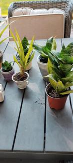 Sansevieria en bromelia, Huis en Inrichting, Kamerplanten, Ophalen, Halfschaduw, Minder dan 100 cm
