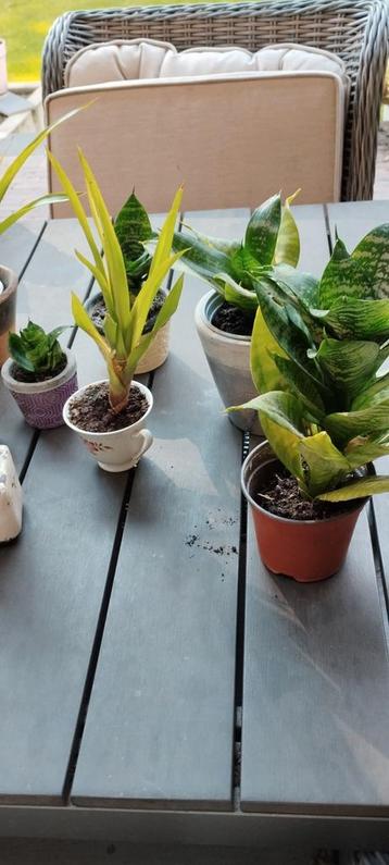 Sansevieria en bromelia beschikbaar voor biedingen