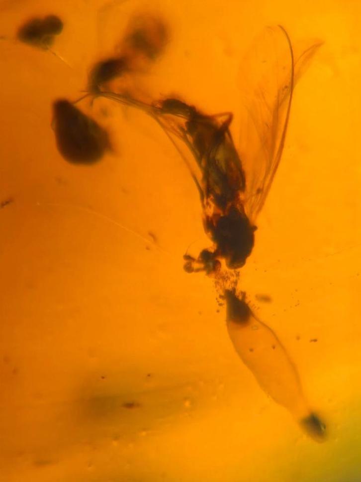Birmees Amber (K1) met insluiting van vlieg en nog wat onbek, Verzamelen, Mineralen en Fossielen, Fossiel, Verzenden