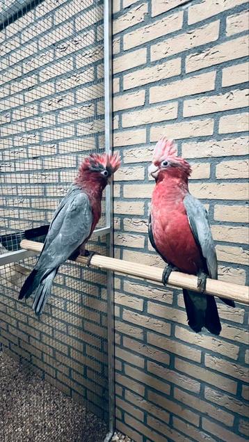 Süper tamme Jong Roze kaketoe beschikbaar voor biedingen