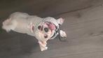 Lief baasje gezocht voor Boomer hondje 1,5 jaar oud, Dieren en Toebehoren, Honden | Chihuahua's en Gezelschapshonden, Rabiës (hondsdolheid)