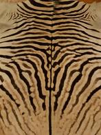 Zebra vacht Burchell, Ophalen of Verzenden, Nieuw, Overige typen
