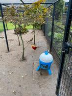 Trio raszuivere goudfazanten, Dieren en Toebehoren, Pluimvee, Meerdere dieren, Kip