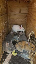 Lieve konijntjes te koop!, Dieren en Toebehoren, Meerdere dieren, Middelgroot, 0 tot 2 jaar
