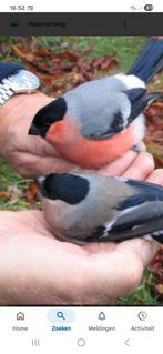 Te koop gevraagd koppel europese goudvinken, Dieren en Toebehoren, Vogels | Duiven, Meerdere dieren, Overige soorten