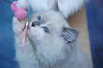Ragdoll kittens, Dieren en Toebehoren, Katten en Kittens | Raskatten | Langhaar, Meerdere dieren, Gechipt, 0 tot 2 jaar