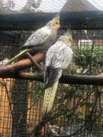 Jonge Valkparkieten (8 wkn), Dieren en Toebehoren, Vogels | Parkieten en Papegaaien, Meerdere dieren, Parkiet, Tam