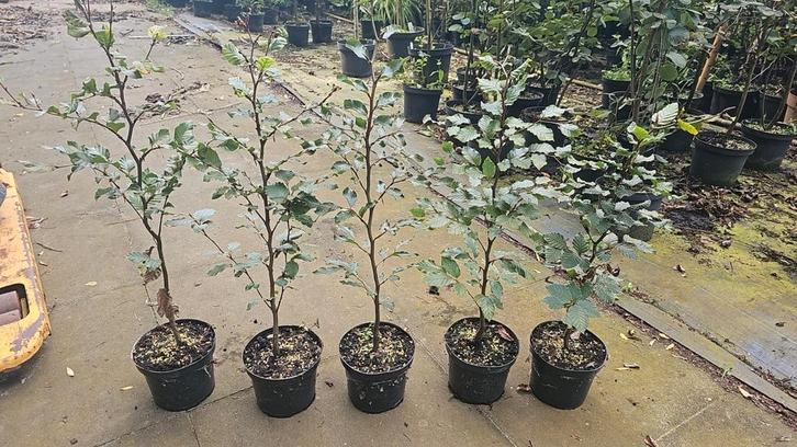Beuken in pot 40-60cm, Tuin en Terras, Planten | Struiken en Hagen, Haag, Beukenhaag, Minder dan 100 cm, Ophalen of Verzenden