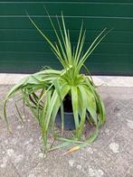 Kniphofia northiae, Tuin en Terras, Planten | Tuinplanten, Overige soorten, Volle zon, Vaste plant, Ophalen of Verzenden