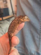 Jonge Chahoua Mainland, Dieren en Toebehoren, Amfibie, 0 tot 2 jaar