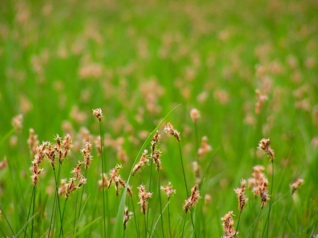 Siergrassen zegge/gras tuinplanten, Ophalen of Verzenden, Vaste plant, Siergrassen, Volle zon
