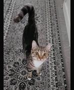 Poes 10 maanden, Dieren en Toebehoren, Poes