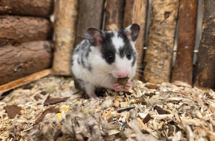 Jonge tamme goudhamsters ( man) direct van de fokker, Dieren en Toebehoren, Knaagdieren, Mannelijk, Hamster, September, Tam