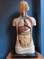 Anatomisch model van torso mens Depex Somso, Ophalen of Verzenden