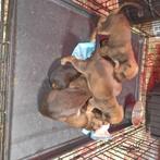 Heide terriërs pups, Dieren en Toebehoren, Honden | Jack Russells en Terriërs, België, Particulier, Rabiës (hondsdolheid), Overige rassen