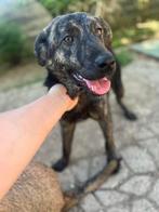 Mooie Lila zoekt een vrolijk baasje, Rabiës (hondsdolheid), 1 tot 2 jaar, Teef, Eén hond