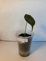 Alocasia azlanii (4), Huis en Inrichting, Kamerplanten, Ophalen of Verzenden, Overige soorten, Minder dan 100 cm