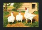 Pluimvee Kippen Indisch Vechthoen Boerderij, Van Gink, Ophalen of Verzenden, 1980 tot heden, Ongelopen, Vogel