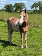 9 jarige E pony & brave recreatie paard, Dieren en Toebehoren, Pony's, Ruin, Recreatiepony