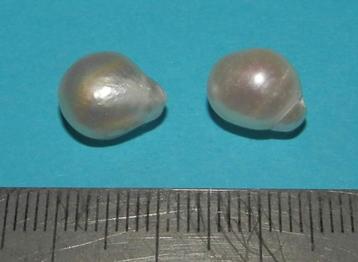 Witte Barok Parels - geboord - set BPE - 11x9mm beschikbaar voor biedingen