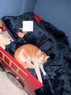 2 katertjes zoeken nieuw huisje, Dieren en Toebehoren, Katten en Kittens | Overige Katten, Kater