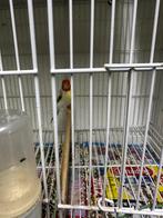 Vogel, Dieren en Toebehoren, Vogels | Kanaries, Meerdere dieren