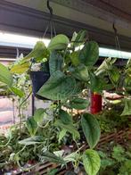Scindapsus Trebie Hangplant - Makkelijke kamerplant, Ophalen of Verzenden