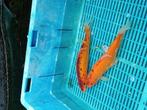 Grote Goud zeelt  maat 24/25 cm., Dieren en Toebehoren, Vissen | Vijvervissen, Karper of Koi