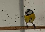 Pimpelmees - cyanistes caeruleus, Vrouwelijk, Wildzangvogel, Geringd
