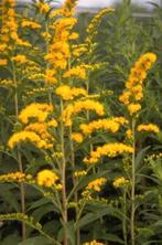 Uit de biologische moestuin: Guldenroede, planten, Tuin en Terras, Planten | Tuinplanten, Overige soorten, Volle zon, Vaste plant