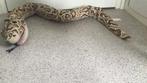 Ikea slangen knuffel, Dieren en Toebehoren, Reptielen en Amfibieën, Slang